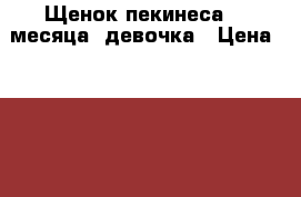 Щенок пекинеса ,4 месяца ,девочка › Цена ­ 6 000 - Новосибирская обл., Новосибирск г. Животные и растения » Собаки   . Новосибирская обл.,Новосибирск г.